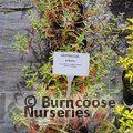 CARYOPTERIS x clandonensis 'Stephi' 